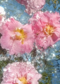 涉江采芙蓉是诗经里的吗